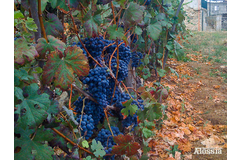 LOS FRUTOS DE MI TIERRA